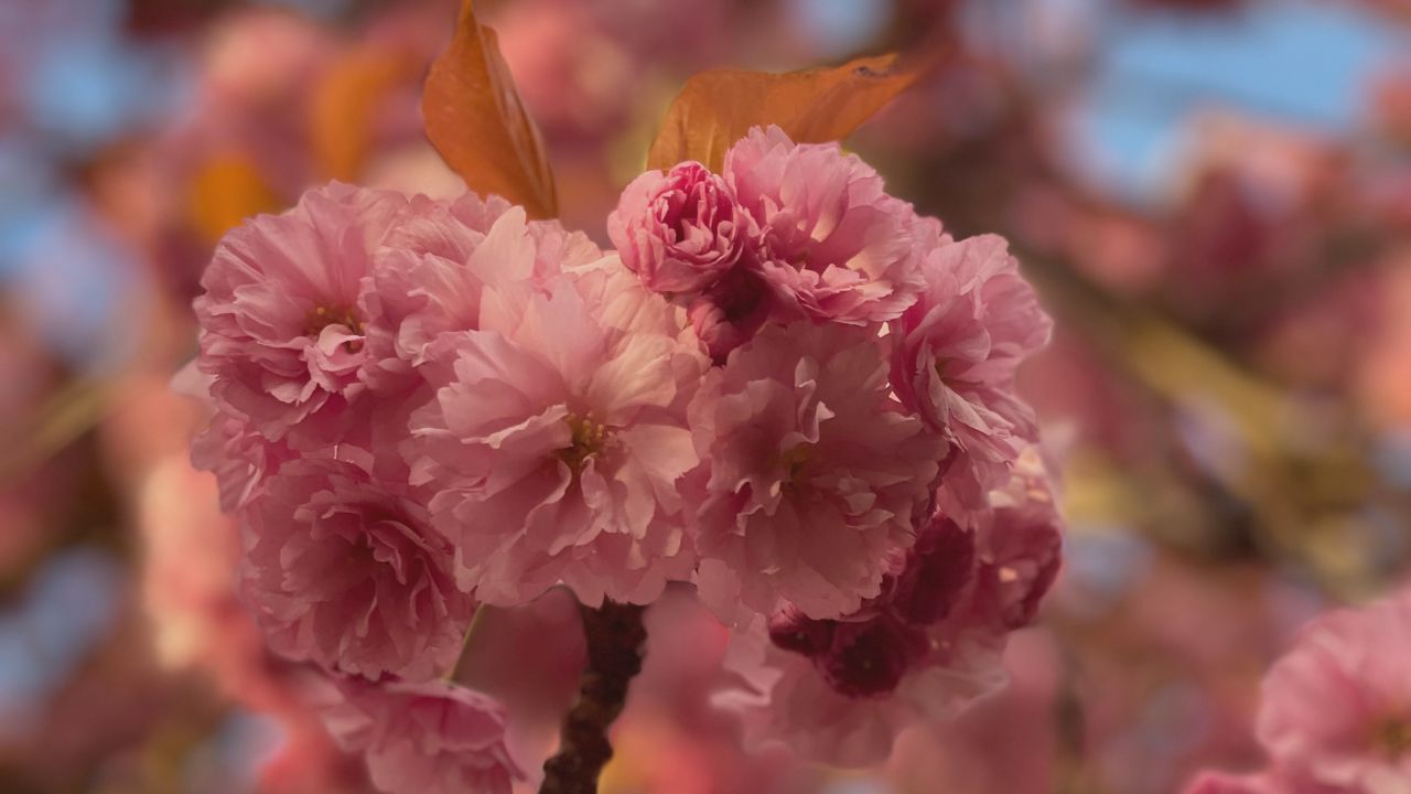 Spring into Knowledge and Grow your Practice